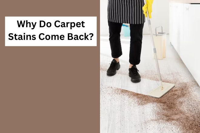 The Persistent Mystery: Why Do Carpet Stains Come Back?